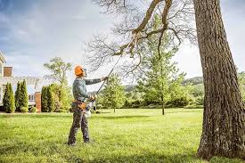 Best Tree Maintenance Programs  in Mount Plymouth, FL