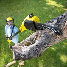 Trusted Mount Plymouth, FL  Tree Services Experts