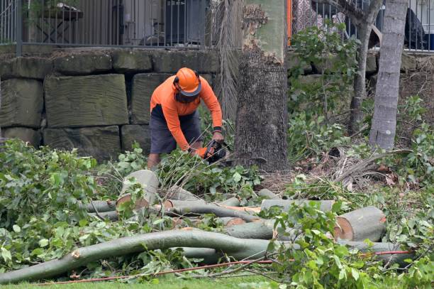 Best Arborist Consultation Services  in Mount Plymouth, FL